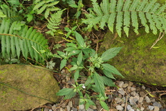 Justiciinae
