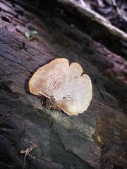 Lentinellus omphalodes