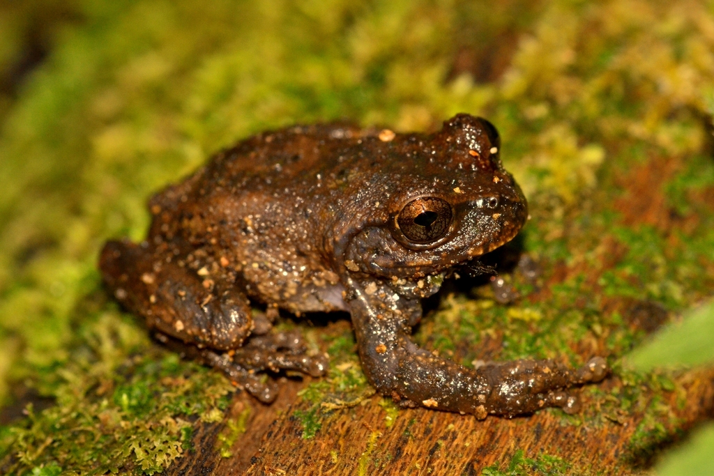 Matuda's Spikethumb Frog from Jiquipilas, Chiapas on February 7, 2015 ...