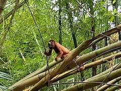 Alouatta macconnelli