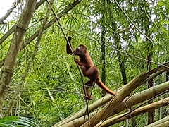 Alouatta macconnelli