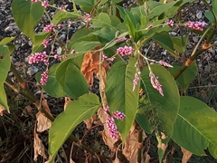 Persicaria orientalis