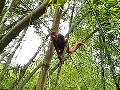 Alouatta macconnelli