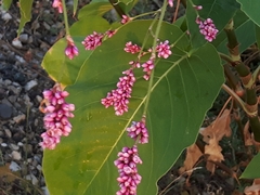 Persicaria orientalis