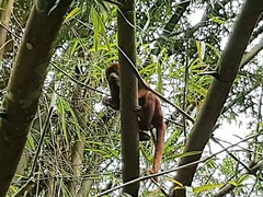 Alouatta macconnelli
