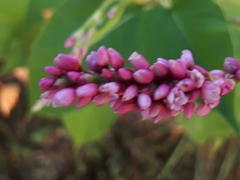 Persicaria orientalis