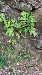 Woodsia obtusa
