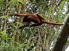 Alouatta macconnelli