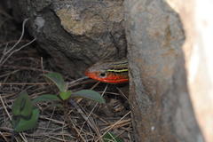 Gerrhosaurus flavigularis