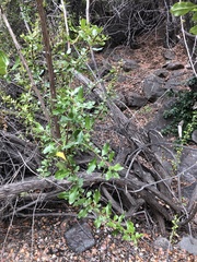 Escallonia illinita