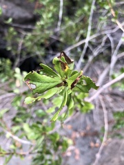 Escallonia illinita