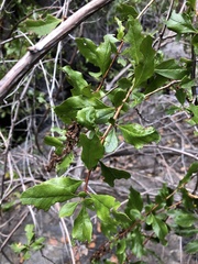 Escallonia illinita