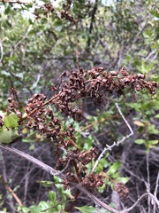 Escallonia illinita