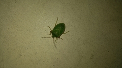 Chlorocoris loxoides