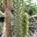 Didierea trollii - Photo (c) scott.zona, algunos derechos reservados (CC BY-NC)