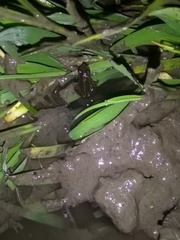 Ptychadena neumanni