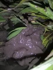 Ptychadena neumanni