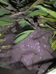 Ptychadena neumanni