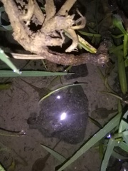 Ptychadena neumanni