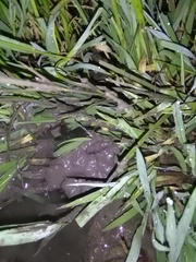 Ptychadena neumanni