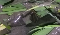 Ptychadena neumanni