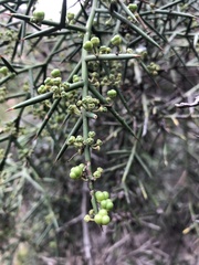 Colletia hystrix
