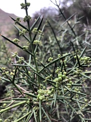 Colletia hystrix