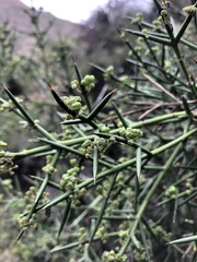 Colletia hystrix