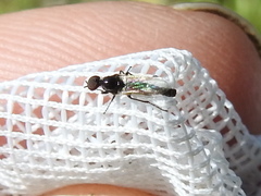 Dilophus tibialis breviceps