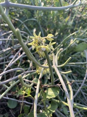 Cynanchum viminale subsp. viminale image