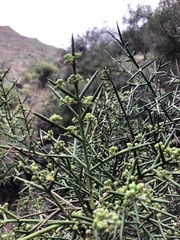 Colletia hystrix