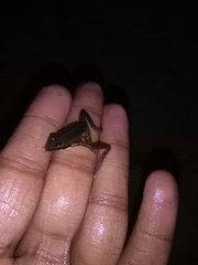 Ptychadena neumanni