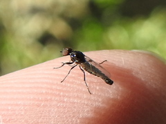 Dilophus tibialis breviceps