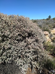 Protea sulphurea