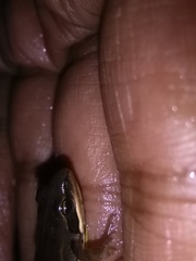 Ptychadena neumanni