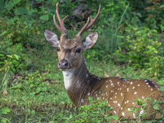 Axis axis ceylonensis