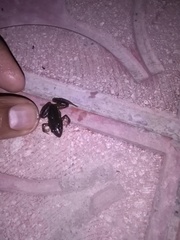 Ptychadena neumanni