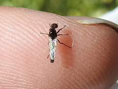 Dilophus tibialis breviceps