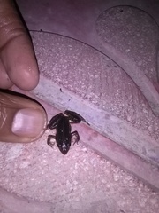 Ptychadena neumanni