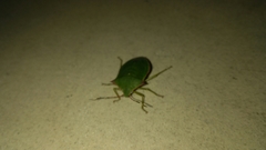 Chlorocoris loxoides