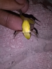 Ptychadena neumanni