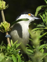 Dryoscopus cubla cubla