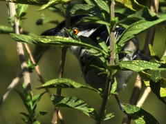 Dryoscopus cubla cubla