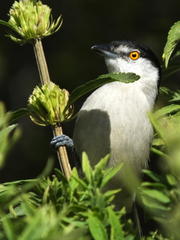 Dryoscopus cubla cubla