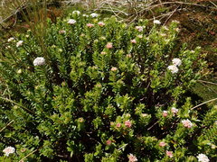 Pimelea gnidia