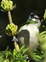 Dryoscopus cubla cubla