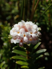 Pimelea gnidia