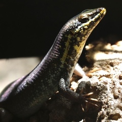 Trachylepis quinquetaeniata