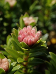 Pimelea gnidia
