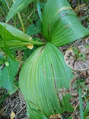 Veratrum nigrum